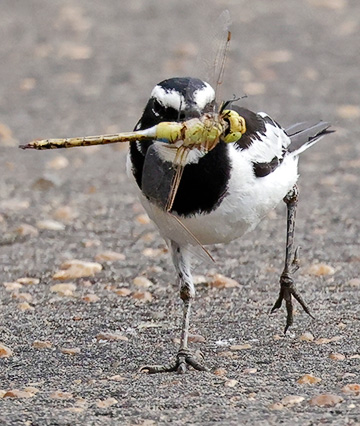 African Pied Wagtail